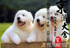 西安狗狗网(西安免费领养狗狗)-警犬训练器材厂家 _警犬训练用品_工作犬训练用品-南京开久警犬装备