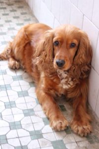 美卡狗狗造型(美卡狗狗长大后的样子)-警犬训练器材厂家 _警犬训练用品_工作犬训练用品-南京开久警犬装备