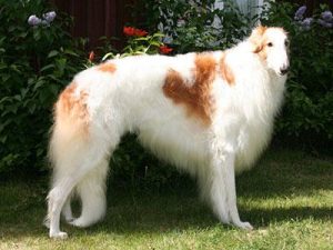 苏俄猎狼犬介绍(苏俄猎狼犬哪里有卖的)-警犬训练器材厂家 _警犬训练用品_工作犬训练用品-南京开久警犬装备