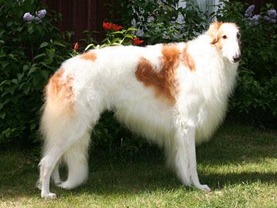 苏俄猎狼犬介绍(苏俄猎狼犬哪里有卖的) - 警犬训练器材厂家 _警犬训练用品_工作犬训练用品-南京开久警犬装备-警犬训练器材厂家 _警犬训练用品_工作犬训练用品-南京开久警犬装备