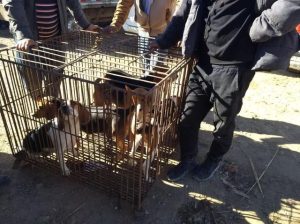 米格鲁猎犬多少钱一只-警犬训练器材厂家 _警犬训练用品_工作犬训练用品-南京开久警犬装备