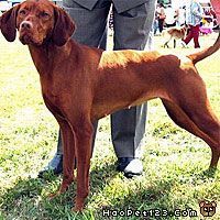 和维斯拉犬很像的(什么狗叫拉斯维加斯)萌宠-警犬训练器材厂家 _警犬训练用品_工作犬训练用品-南京开久警犬装备