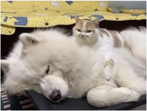 狗狗趴在我身上睡觉(狗狗趴在主人身上睡觉代表什么)-警犬训练器材厂家 _警犬训练用品_工作犬训练用品-南京开久警犬装备