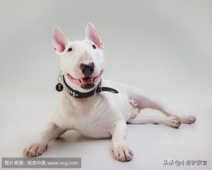 长得像林永健的狗(林永健和谁长得像)-警犬训练器材厂家 _警犬训练用品_工作犬训练用品-南京开久警犬装备