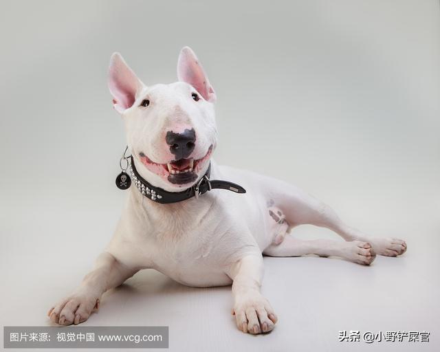 长得像林永健的狗(林永健和谁长得像) - 警犬训练器材厂家 _警犬训练用品_工作犬训练用品-南京开久警犬装备-警犬训练器材厂家 _警犬训练用品_工作犬训练用品-南京开久警犬装备