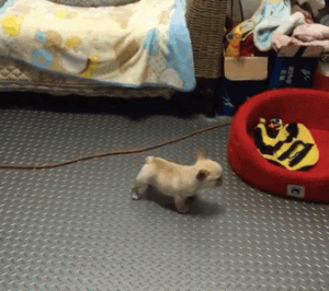 法斗狗狗名字大全洋气(法斗狗狗取名字大全)-警犬训练器材厂家 _警犬训练用品_工作犬训练用品-南京开久警犬装备