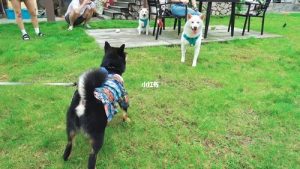 上海狗狗聚会的地方(上海能带狗狗玩的地方)-警犬训练器材厂家 _警犬训练用品_工作犬训练用品-南京开久警犬装备