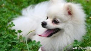 狐狸狗和博美的区别(狐狸狗狼有什么区别)-警犬训练器材厂家 _警犬训练用品_工作犬训练用品-南京开久警犬装备