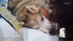 什么药能让狗狗安静的死去-警犬训练器材厂家 _警犬训练用品_工作犬训练用品-南京开久警犬装备
