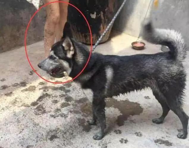 狗狗掉进粪坑还能活吗(狗狗掉进粪坑怎么去味) - 警犬训练器材厂家 _警犬训练用品_工作犬训练用品-南京开久警犬装备-警犬训练器材厂家 _警犬训练用品_工作犬训练用品-南京开久警犬装备