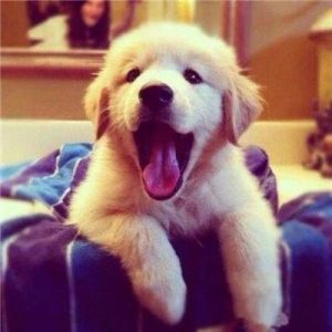 金毛狗名字洋气名大全(金毛狗名字大全 洋气的男)-警犬训练器材厂家 _警犬训练用品_工作犬训练用品-南京开久警犬装备