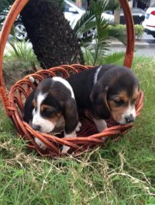 可爱的猎犬(可爱的猎犬品种)-警犬训练器材厂家 _警犬训练用品_工作犬训练用品-南京开久警犬装备