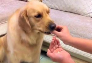 狗狗晚上或者凌晨干呕  狗狗晚上干呕怎么回事-警犬训练器材厂家 _警犬训练用品_工作犬训练用品-南京开久警犬装备