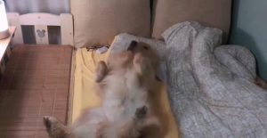 狗狗和人睡在一张床上可以吗-警犬训练器材厂家 _警犬训练用品_工作犬训练用品-南京开久警犬装备