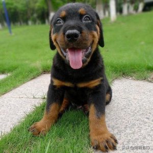 罗威纳幼犬如何喂养(罗威纳三个月喂养 *** )-警犬训练器材厂家 _警犬训练用品_工作犬训练用品-南京开久警犬装备