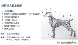 魏玛猎犬(魏玛猎犬的缺点)-警犬训练器材厂家 _警犬训练用品_工作犬训练用品-南京开久警犬装备