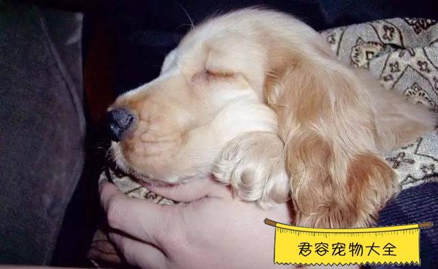 狗狗低血糖什么症状有哪些？狗狗低血糖的症状与治疗 - 警犬训练器材厂家 _警犬训练用品_工作犬训练用品-南京开久警犬装备-警犬训练器材厂家 _警犬训练用品_工作犬训练用品-南京开久警犬装备