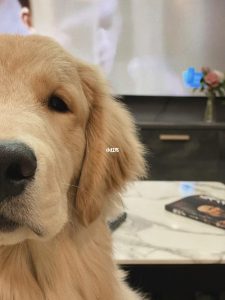 关于最忧郁的狗狗介绍品种【图】-警犬训练器材厂家 _警犬训练用品_工作犬训练用品-南京开久警犬装备