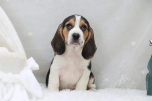 比格犬纯种价格(比格犬头是黑色的是不是纯种)-警犬训练器材厂家 _警犬训练用品_工作犬训练用品-南京开久警犬装备