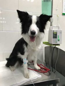 狗狗肺炎生命危险萌宠(狗狗肺炎有生命危险吗)-警犬训练器材厂家 _警犬训练用品_工作犬训练用品-南京开久警犬装备