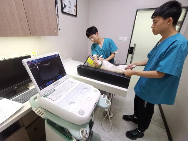 猫狗宠物医院(猫狗宠物医院能给荷兰猪看病吗) - 警犬训练器材厂家 _警犬训练用品_工作犬训练用品-南京开久警犬装备-警犬训练器材厂家 _警犬训练用品_工作犬训练用品-南京开久警犬装备