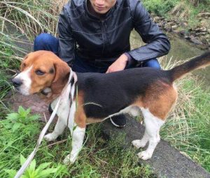 比格犬相当于人几岁的智商(比格犬1岁相当于人几岁)-警犬训练器材厂家 _警犬训练用品_工作犬训练用品-南京开久警犬装备