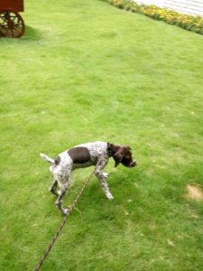 波音达猎犬的优缺点(波音达猎犬出售)-警犬训练器材厂家 _警犬训练用品_工作犬训练用品-南京开久警犬装备