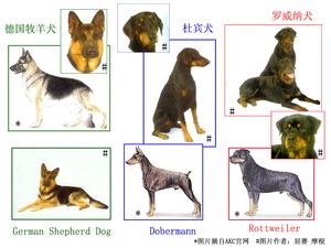 重生之超神警犬(重生之最强警犬笔趣阁)-警犬训练器材厂家 _警犬训练用品_工作犬训练用品-南京开久警犬装备