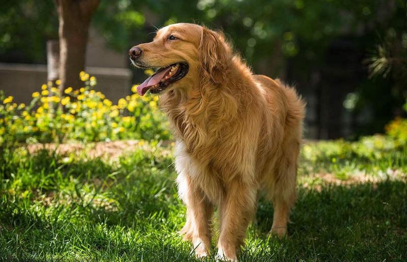 黄金猎犬是金毛吗(金毛别名黄金猎犬) - 警犬训练器材厂家 _警犬训练用品_工作犬训练用品-南京开久警犬装备-警犬训练器材厂家 _警犬训练用品_工作犬训练用品-南京开久警犬装备