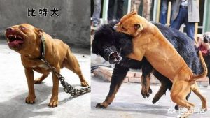 斯塔福犬护卫犬，斯塔福犬能做护卫犬吗-警犬训练器材厂家 _警犬训练用品_工作犬训练用品-南京开久警犬装备