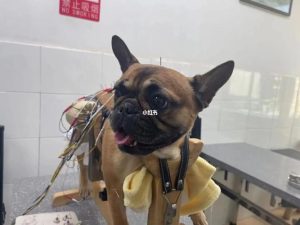 狗狗突然四肢无力瘫软(狗狗突然四肢无力瘫软抽搐)-警犬训练器材厂家 _警犬训练用品_工作犬训练用品-南京开久警犬装备