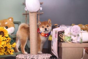 上海精品犬舍(上海cku犬舍)-警犬训练器材厂家 _警犬训练用品_工作犬训练用品-南京开久警犬装备