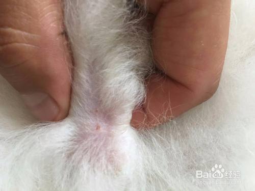 狗感染蜱虫症状(猫感染蜱虫的初期症状) - 警犬训练器材厂家 _警犬训练用品_工作犬训练用品-南京开久警犬装备-警犬训练器材厂家 _警犬训练用品_工作犬训练用品-南京开久警犬装备