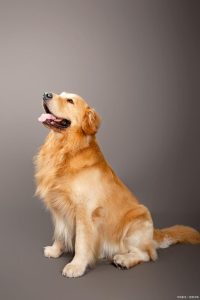 金毛要吃什么狗粮(金毛要吃什么狗粮毛发长得好)-警犬训练器材厂家 _警犬训练用品_工作犬训练用品-南京开久警犬装备