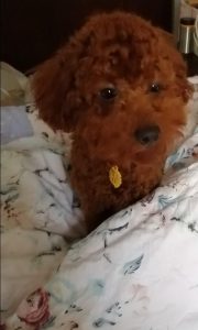 怎么给贵宾犬剪造型(贵宾犬12种修剪造型)-警犬训练器材厂家 _警犬训练用品_工作犬训练用品-南京开久警犬装备