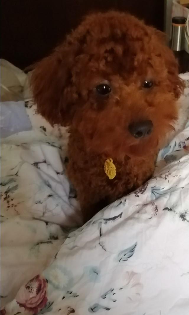 怎么给贵宾犬剪造型(贵宾犬12种修剪造型) - 警犬训练器材厂家 _警犬训练用品_工作犬训练用品-南京开久警犬装备-警犬训练器材厂家 _警犬训练用品_工作犬训练用品-南京开久警犬装备