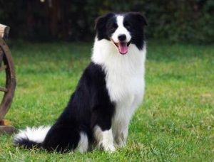 边境牧羊犬训练教程(边境牧羊犬好训练吗)-警犬训练器材厂家 _警犬训练用品_工作犬训练用品-南京开久警犬装备