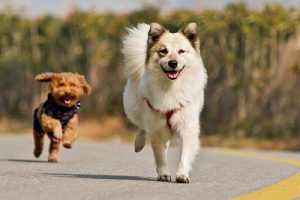 如何训练宠物狗狗(宠物学校训练狗狗大小便多少钱)-警犬训练器材厂家 _警犬训练用品_工作犬训练用品-南京开久警犬装备