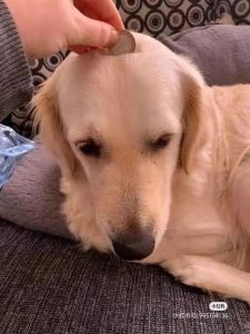 我不小心让狗狗干了怎么办-警犬训练器材厂家 _警犬训练用品_工作犬训练用品-南京开久警犬装备