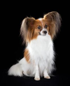 蝴蝶犬能长多大(串串蝴蝶犬能长多大)-警犬训练器材厂家 _警犬训练用品_工作犬训练用品-南京开久警犬装备