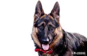 猎犬品种有哪些？浣熊猎犬有哪些品种-警犬训练器材厂家 _警犬训练用品_工作犬训练用品-南京开久警犬装备