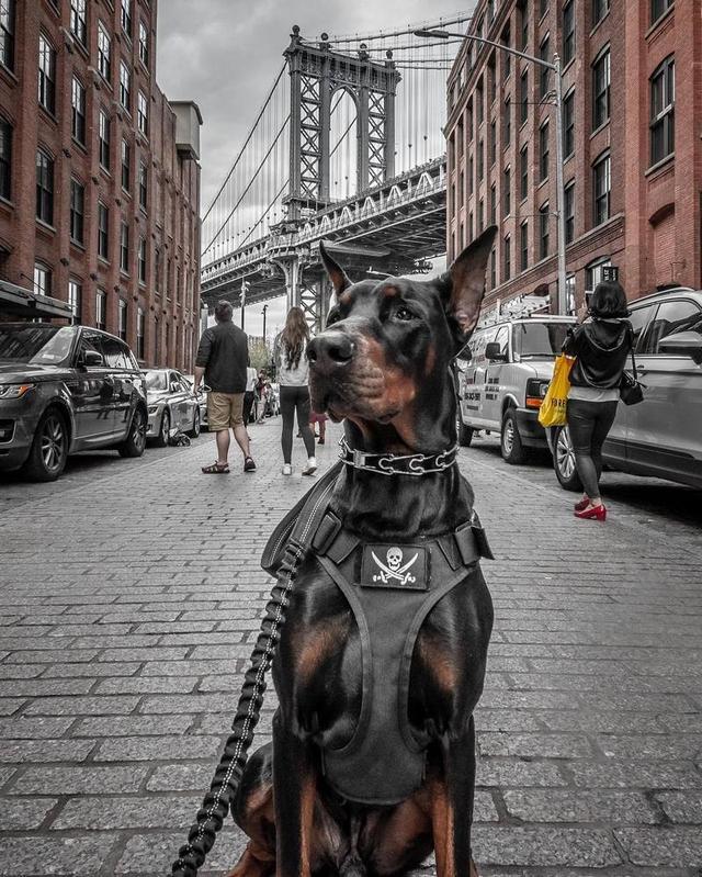 城市护卫犬(城市护卫犬黑丹) - 警犬训练器材厂家 _警犬训练用品_工作犬训练用品-南京开久警犬装备-警犬训练器材厂家 _警犬训练用品_工作犬训练用品-南京开久警犬装备