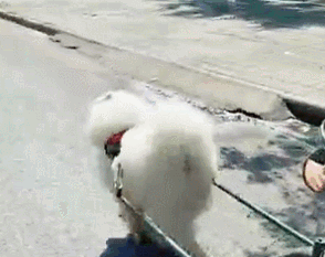 萨摩耶犬怎么样(萨摩耶犬智商怎么样)-警犬训练器材厂家 _警犬训练用品_工作犬训练用品-南京开久警犬装备