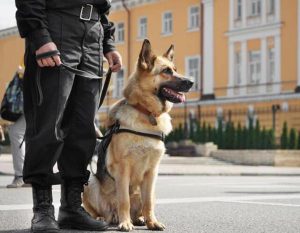 工作犬(工作犬证公安局承认吗)-警犬训练器材厂家 _警犬训练用品_工作犬训练用品-南京开久警犬装备