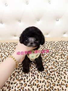 微小茶杯贵宾犬(微小型贵宾犬)-警犬训练器材厂家 _警犬训练用品_工作犬训练用品-南京开久警犬装备