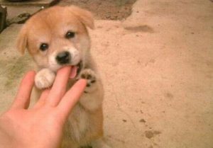 小狼狗是什么意思( *** 上的小奶狗和小狼狗是什么意思)-警犬训练器材厂家 _警犬训练用品_工作犬训练用品-南京开久警犬装备