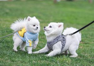 狗有月经吗会出血吗(狗狗月经一个月还有血怎么回事)-警犬训练器材厂家 _警犬训练用品_工作犬训练用品-南京开久警犬装备