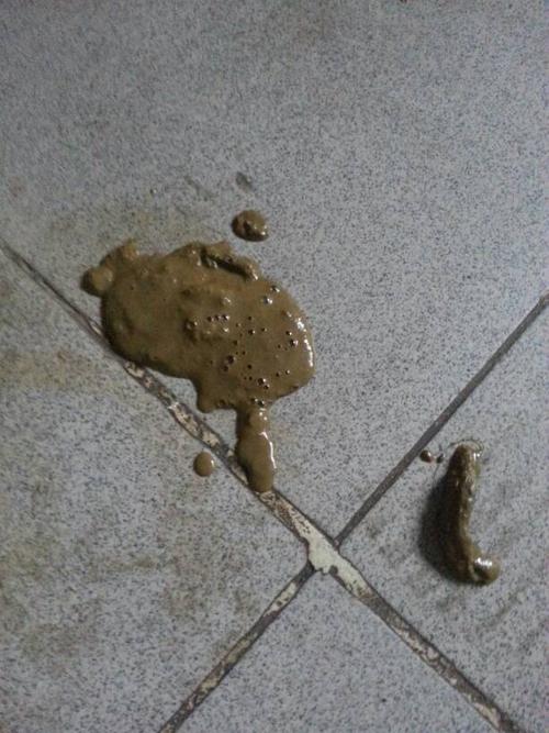 两个月的狗狗拉稀(刚满月的小狗拉稀吃什么药) - 警犬训练器材厂家 _警犬训练用品_工作犬训练用品-南京开久警犬装备-警犬训练器材厂家 _警犬训练用品_工作犬训练用品-南京开久警犬装备