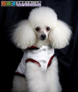 一只贵宾犬多少钱一只贵宾犬多少钱一只-警犬训练器材厂家 _警犬训练用品_工作犬训练用品-南京开久警犬装备