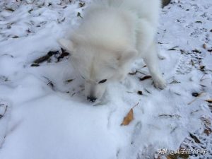 银狐犬和萨摩的区别在哪(萨摩和银狐犬有什么区别)-警犬训练器材厂家 _警犬训练用品_工作犬训练用品-南京开久警犬装备
